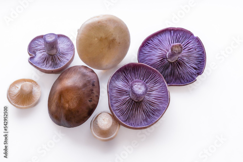 Blue and white hat of oyster mushrooms  on white background. Popular vegetable for cooking. photo