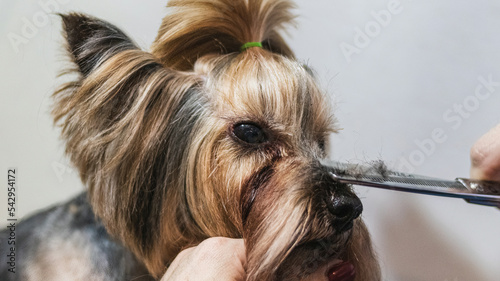 Yorkshire terrier grooming and brushing at home by professional groomer