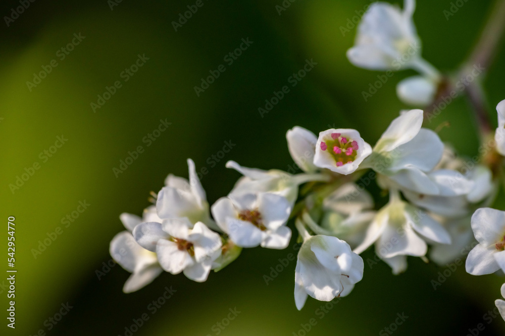 白く可愛い雑草の花 白く可愛い雑草の花