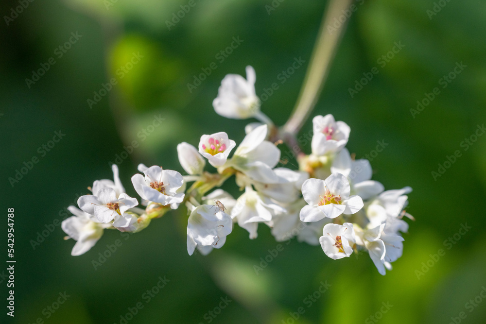 白く可愛い雑草の花