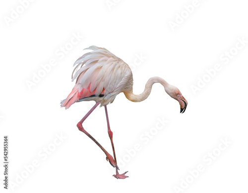 pink flamingo isolated