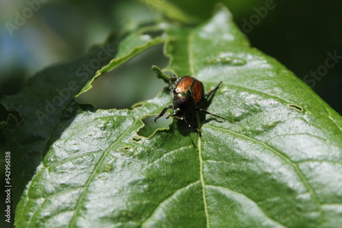 un scarabée japonais qui mange toute les feuilles, Popillia japonica