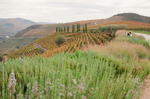 Vineyard view, autumn  photo