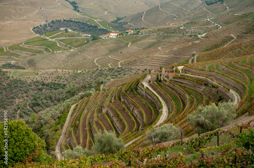 Vineyard view, autumn  photo