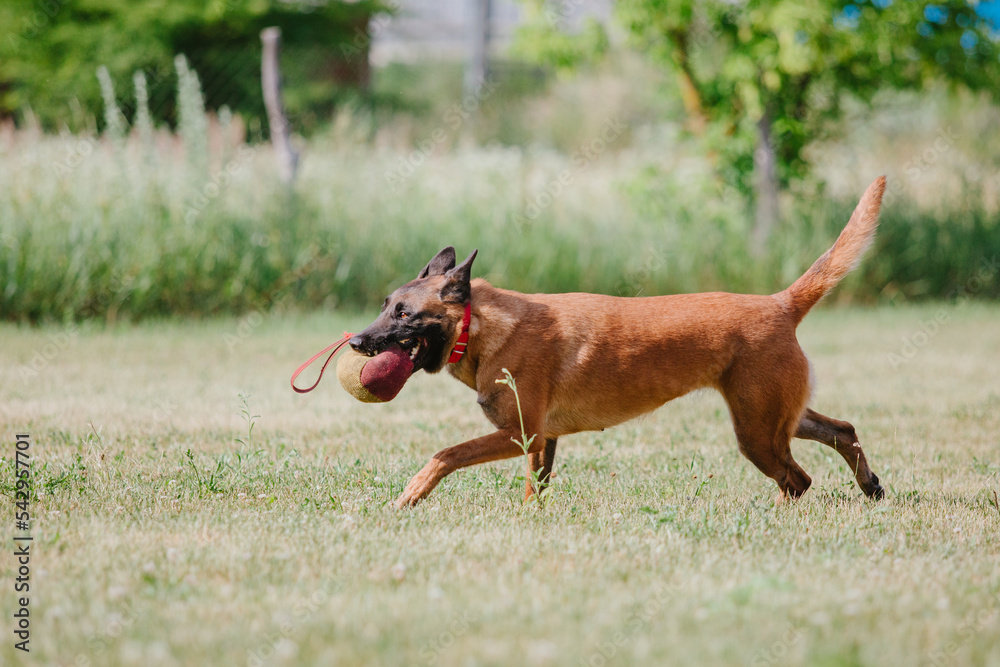 Belgian Shepherd Malinoisdog running. Dog playing outdoor. Summertime. Happy dog on the walk. Active pet