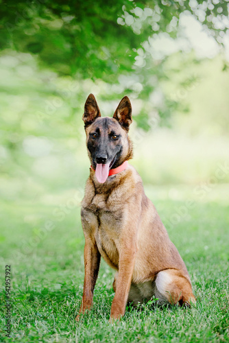 Belgian Shepherd Malinois dog outdoor. Dog playing. Summertime. Happy dog on the walk. Active pet