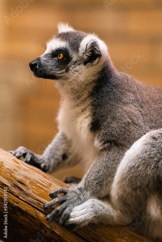 malpa lemur patrzy w bok w zoo w klatce