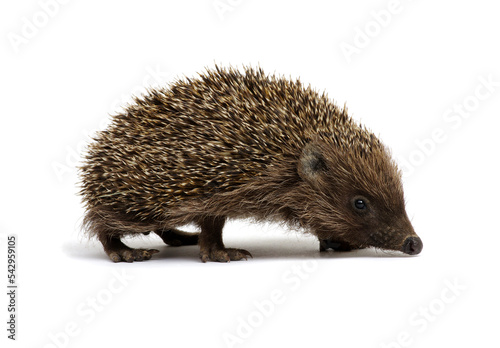 European hedgehog isolated on white
