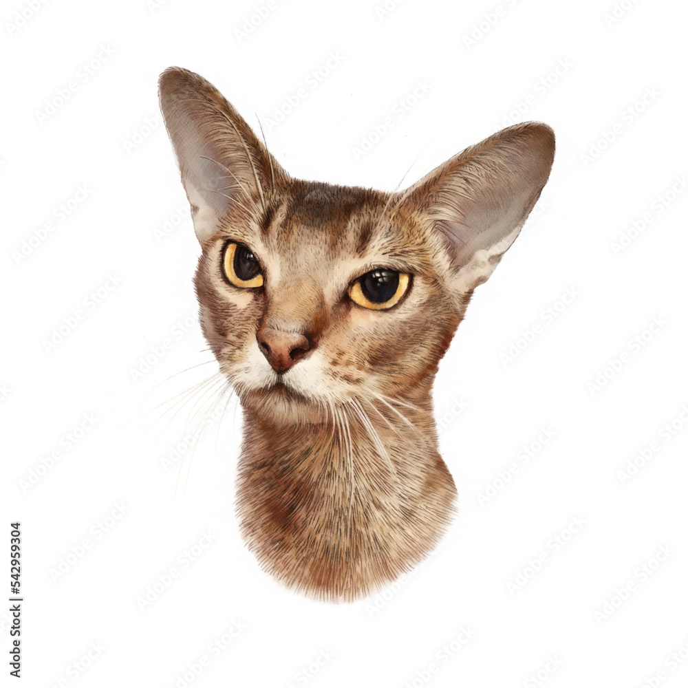 Sphinx Cat isolated on white background. Realistic color pencil drawing of a cat of breed the Sphinx. Good for print T-shirt. Animal collection. Hand painted illustration. Art background for pet shop