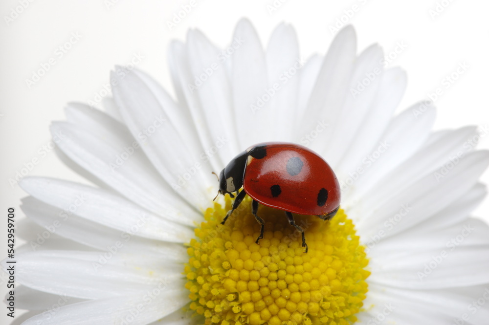 ladybug on a daisy flower isolated on white