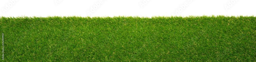 Green grass isolated on white background Green grass isolated on white background