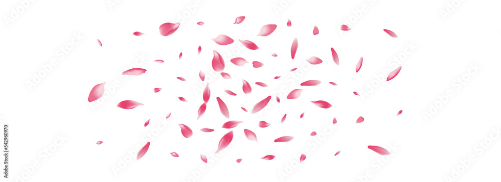 Pink Sakura Petal Vector White Background.