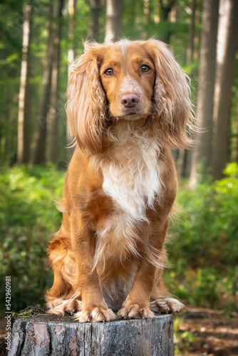 Φωτογραφία Golden tan and white working cocker spaniel portrait up close in a forest posing