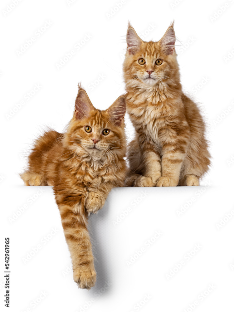 2 Red Maine Coon cat kittens, sitting and laying beside each other facing front on edge. Isolated on a white background.
