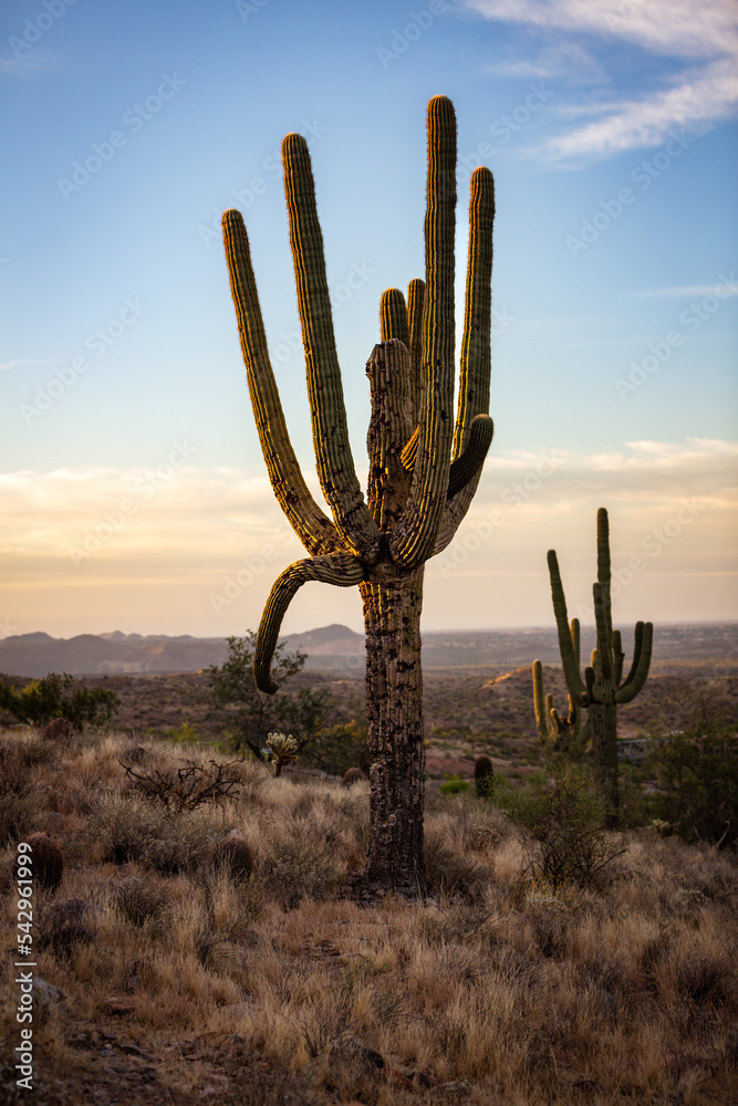 cactus at sunset