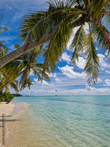 Fototapeta Naklejka Na Ścianę i Meble -  Eine Palme ragt über den feinen Sandstrand und das kristallklare und türkis blaue Meer auf einer exklusiven Insel der Malediven im indischen Ozean (Hochformat)