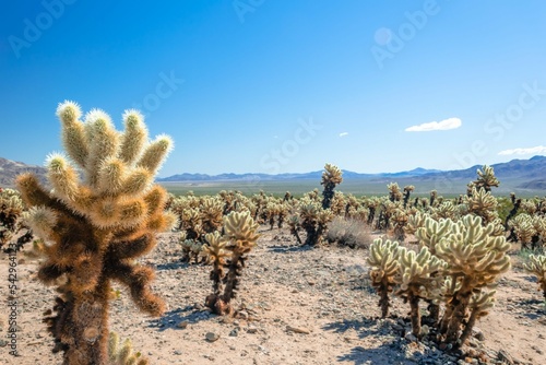 kaktusy park narodowy photo