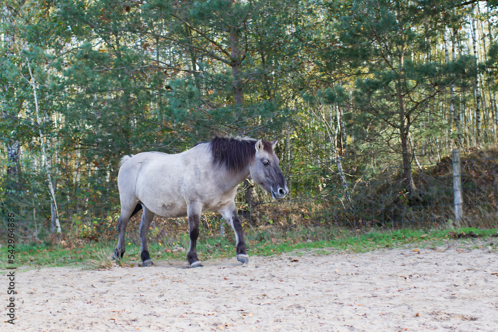 Obraz premium Konik horse in autumnal Maasduinen Park, Netherlands