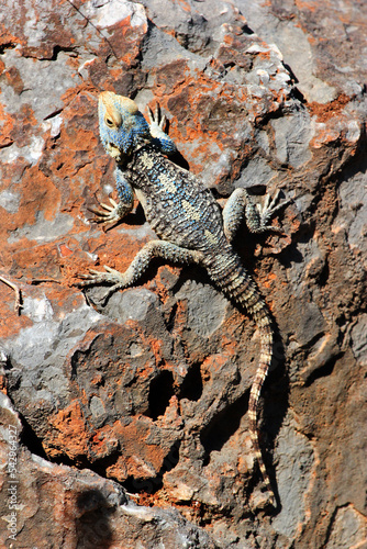 Roughtail Rock Agama, or Stellagama stellio lizard on a rock, Turkey photo