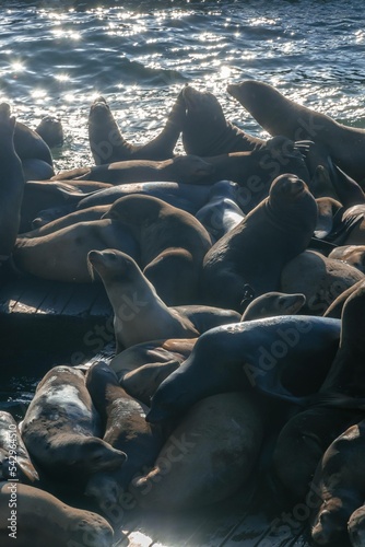 Fototapeta lwy morskie foki na brzegu