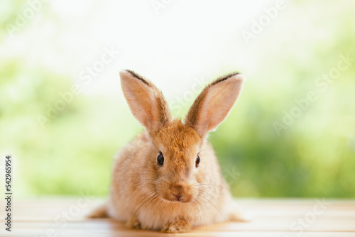 Cute little brown furry rabbit sitting on wooden flooring looking away