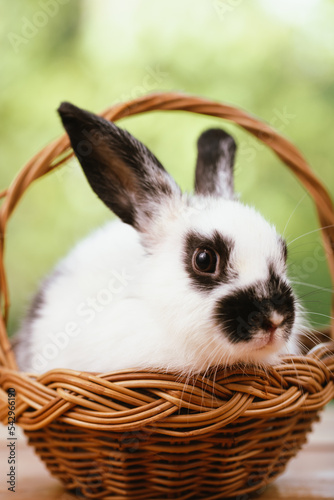 Portrait of cute little white furry rabbit sitting in a wooden basket looking at camera