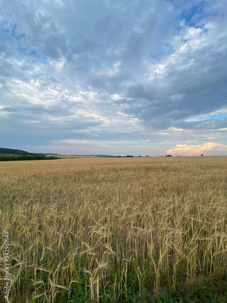 Summer wheat field and cloudy sky. Central Russia.
