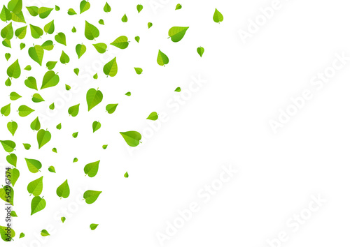 Forest Leaf Nature Vector White Background