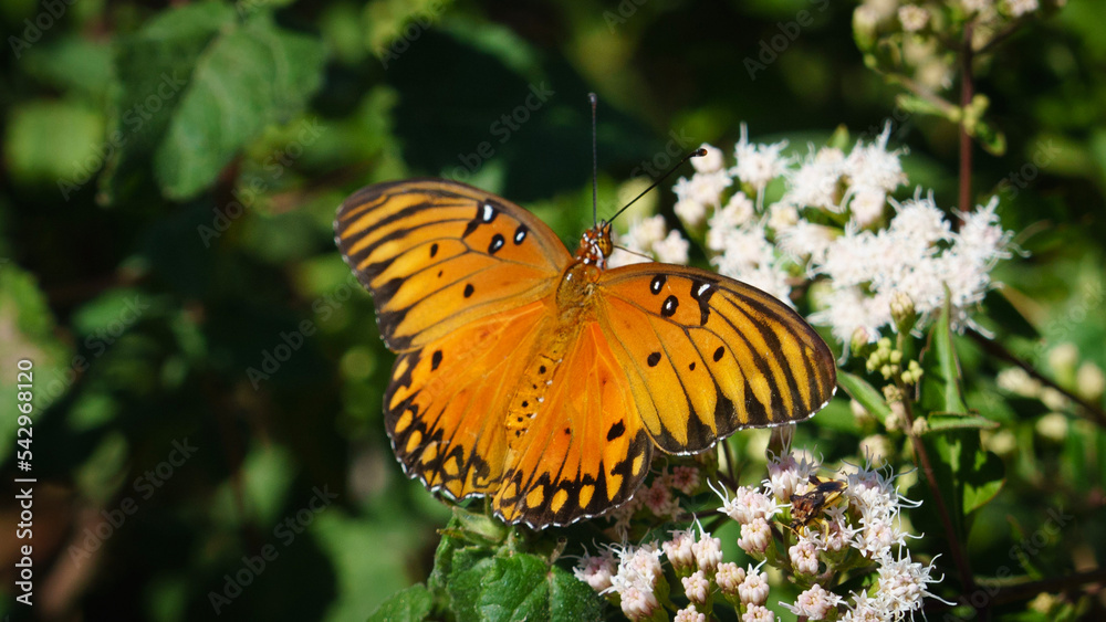 Obraz premium Butterflies