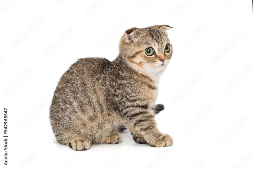 Scottish fold kitten, side view