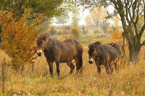 Two wild Exmoor horses grazing freely in a steppe landscape, autumn day shortly after sunrise. 