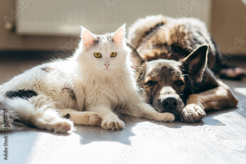 Wall Mural Cat and dog lie together on the floor