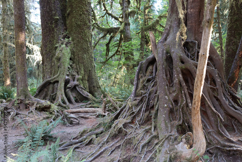 Hoh Rain Forest Roots