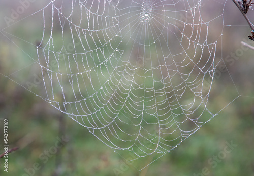 a close-up of a spider web with water drops