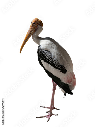A beautiful Painted stork (Mycteria leucocephala) white background photo