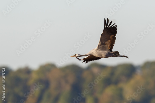 one common crane (grus grus) flying with spread wings in front of a forest © Pascal Halder