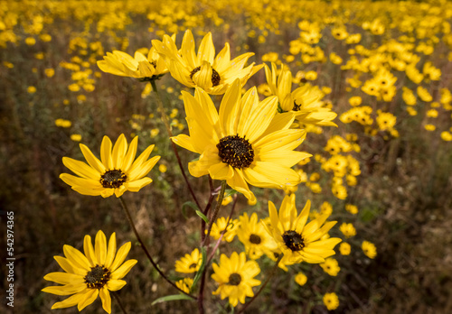 Swamp Sunflower ion the New River Gorge area of West Virginis USA