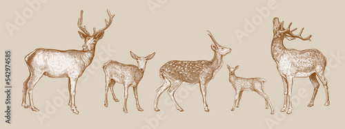 Foto Set of hand drawn sketches of Deer isolated on beige background