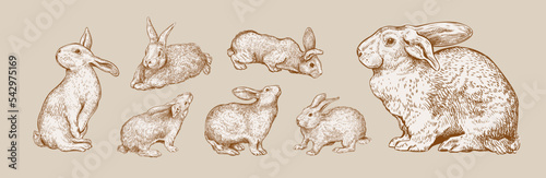 Set of hand drawn sketches of Rabbit isolated on beige background. Vector illustration of rabbits. Vintage engrave of bunny. Forest animals sepia sketch