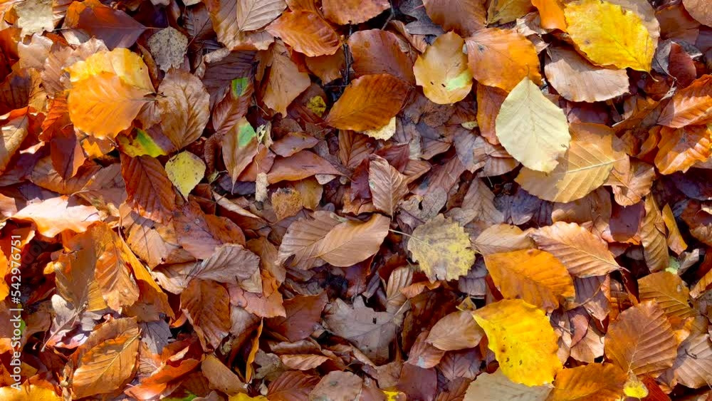 Background with fallen autumnal leaves lying on ground Background with fallen autumnal leaves lying on ground
