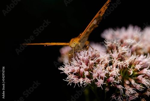 Closeup of a silver-washed fritillary (Argynnis paphia) on a flower