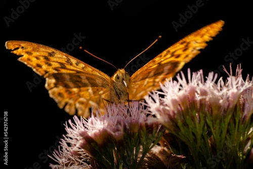 Fotografija Closeup of a silver-washed fritillary (Argynnis paphia) on a flower