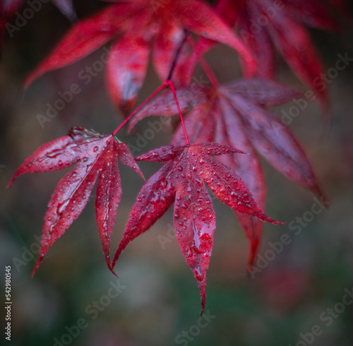 red autumn leaves