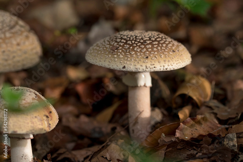 Blusher (Amanita rubescens) three copies amidst autumn leaves on forest floor