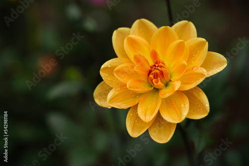 Dahlia