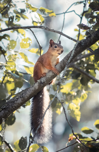 squirrel on tree