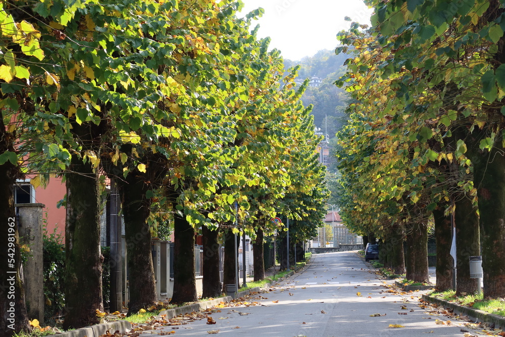 Naklejka premium autumn on the streets