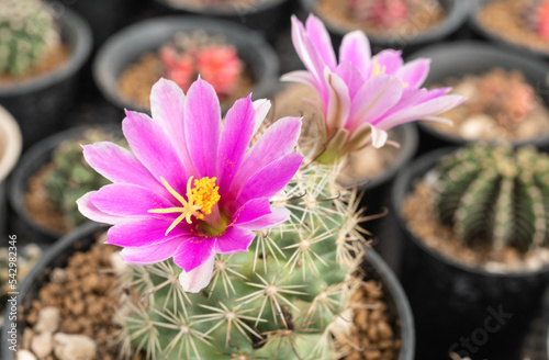 Close up  Mammillaria schumannii with flower, desert plant with flower, desert plant