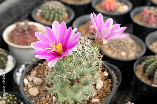 Close up  Mammillaria schumannii with flower, desert plant with flower, desert plant