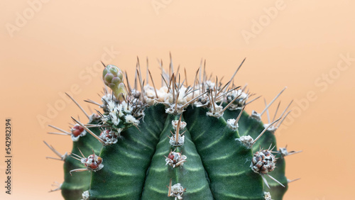 Close up Gymnocalycium LB Hybrid  on pastel background